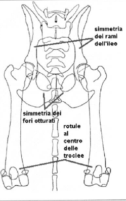 Displasia dell'anca - Posizionamento 5